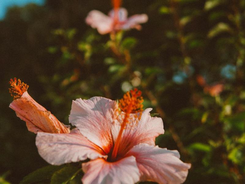 Cooling Herbs for Summer&nbsp;Heat